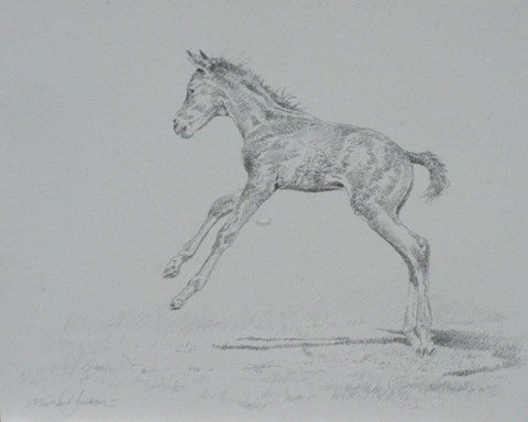 Framed Foal Sketch Print