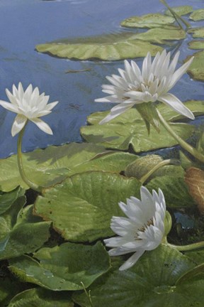 Framed White Lilies Print