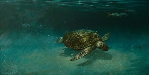 Framed Searching the Shallows Print