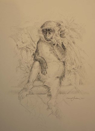 Framed Monkey Sketch Print