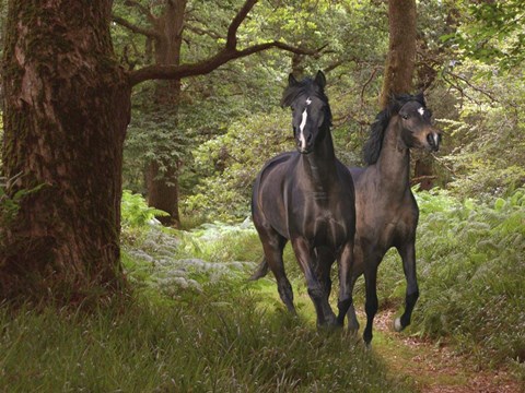 Framed Best Friends Print