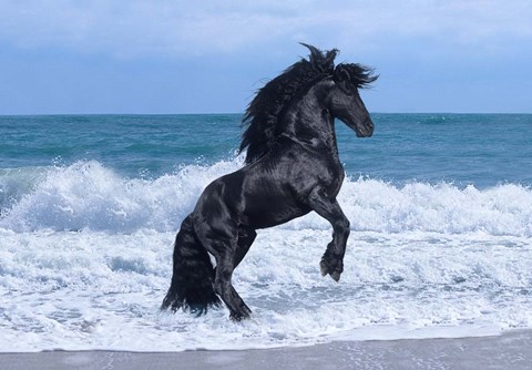 Framed Black Knight Print