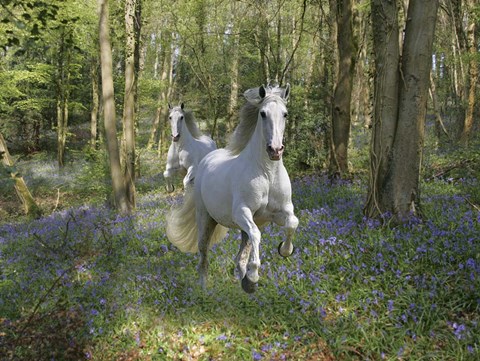 Framed Blue Bell Wood Print