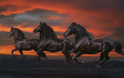 Framed Black Trio Print