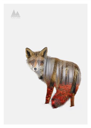 Framed Red fox Print
