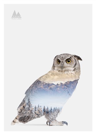 Framed Snow Owl I Print