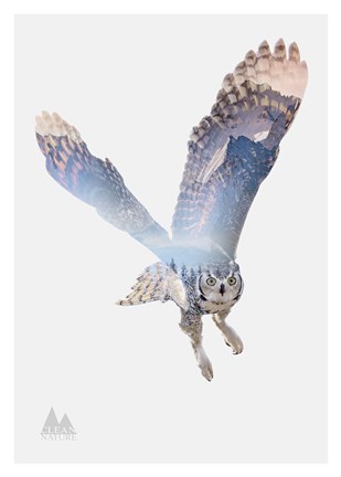 Framed Snow Owl II Print