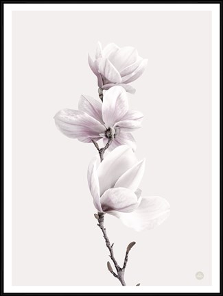 Framed Magnolia I Print