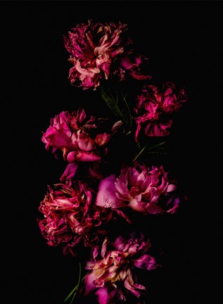 Framed Dark Flowers Print