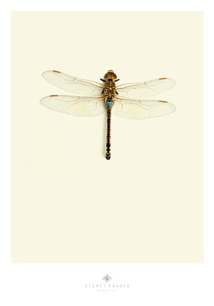 Framed Dragonfly I Print