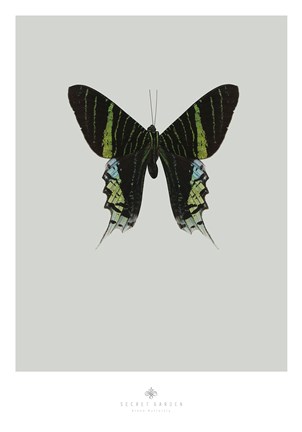 Framed Green Butterfly Print