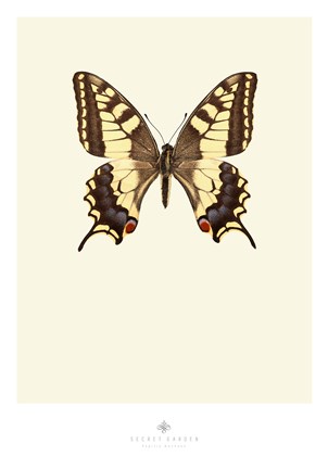 Framed Papilio Machaon Print