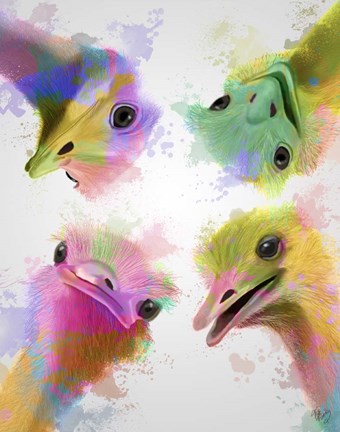 Framed Rainbow Splash Four Ostriches Print