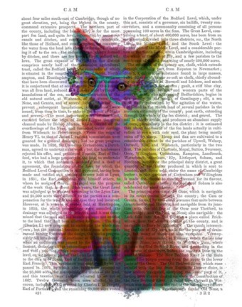 Framed Rainbow Splash Fox 1 Print