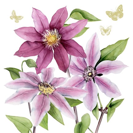 Framed Clematis Climb I Print