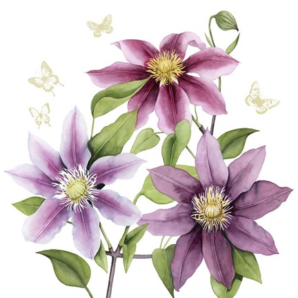 Framed Clematis Climb II Print