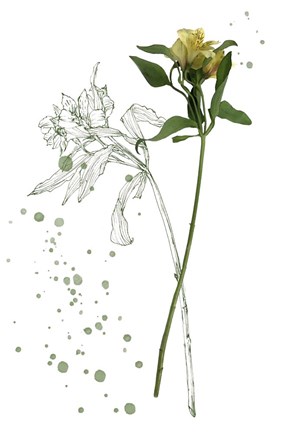 Framed Botany Flower I Print