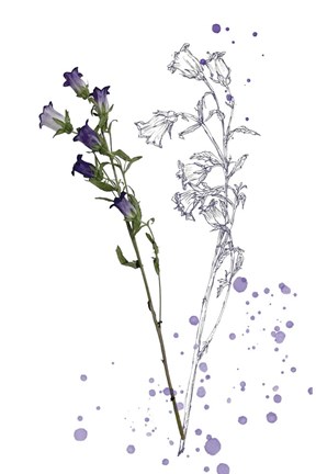 Framed Botany Flower II Print