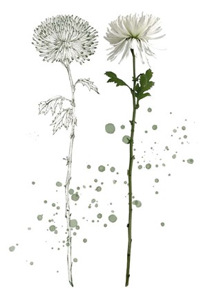 Framed Botany Flower IV Print