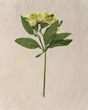 Framed Pretty Pressed Flowers II Print