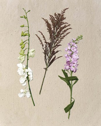 Framed Pretty Pressed Flowers IV Print