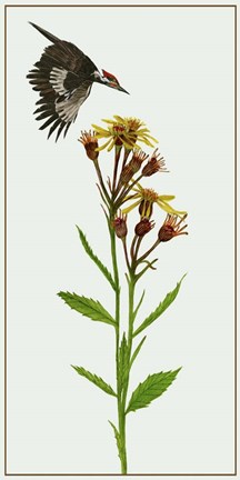 Framed Tephroseris Flammea I Print