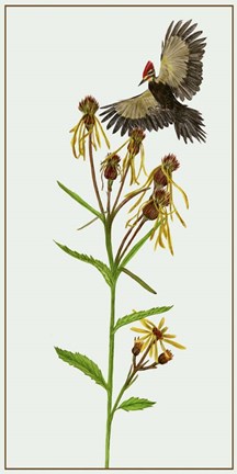 Framed Tephroseris Flammea II Print