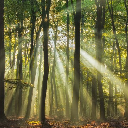 Framed Sunny Start To The Day Print