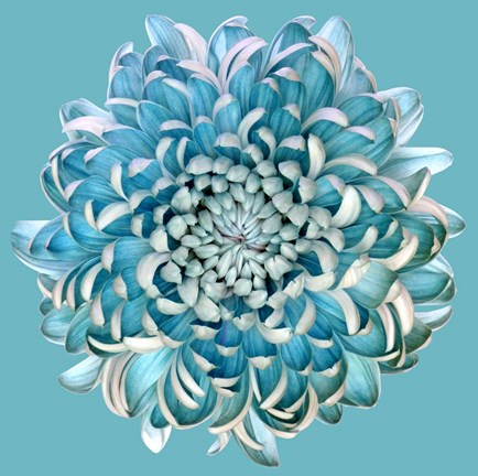 Framed Blue Chrysanth Print