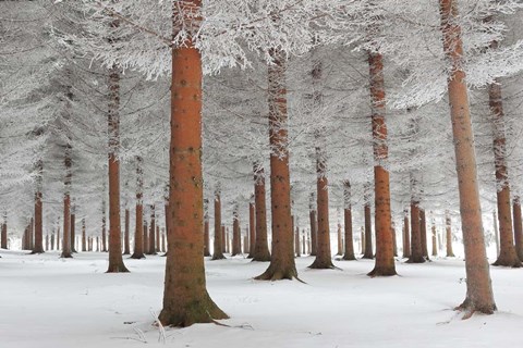 Framed In White Print