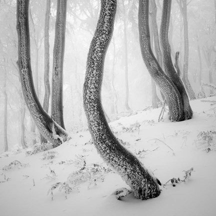 Framed Frozen Forest Print