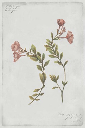 Framed Botanical I Print