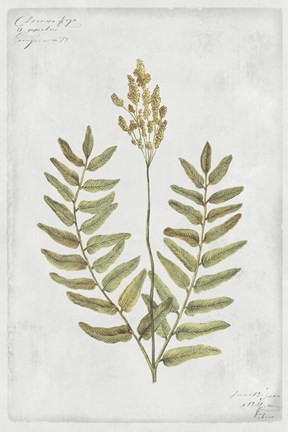 Framed Botanical VI Print