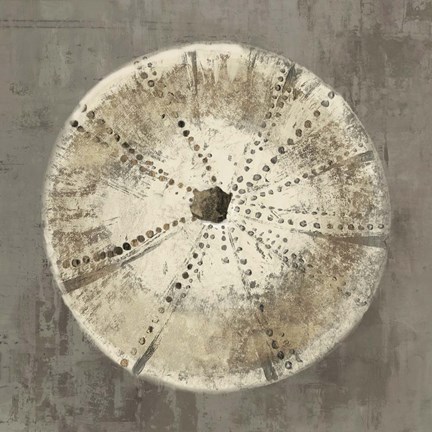 Framed Sand Dollar IB Print