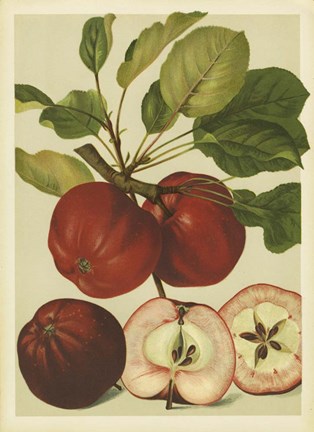 Framed Red Veli Apples II Print