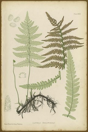 Framed Lastrea Thelypteris Print