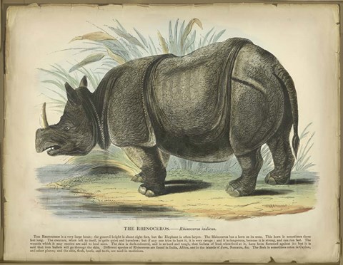 Framed Rhino Print
