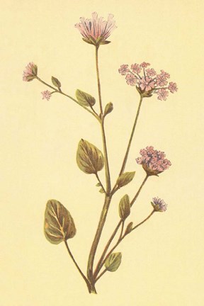 Framed Abronia Turbinata Print