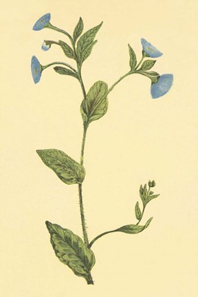 Framed Common Fleabean Print