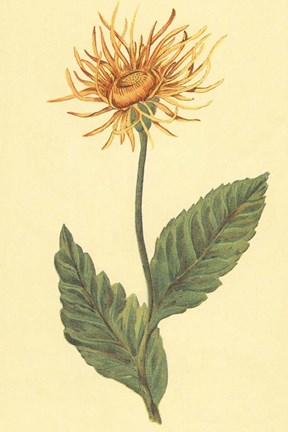 Framed Ellecampane Print