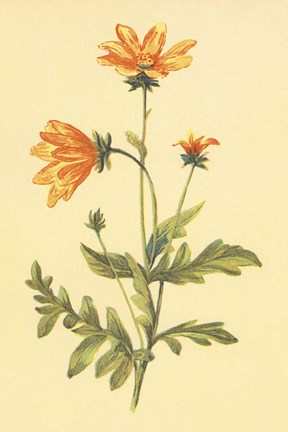 Framed Engelmannia Print