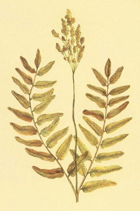 Framed Flowering Fern Print