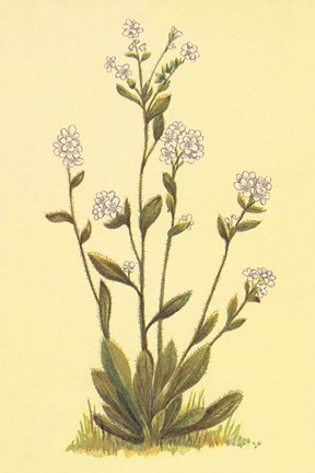 Framed Kings Eritrichium Print