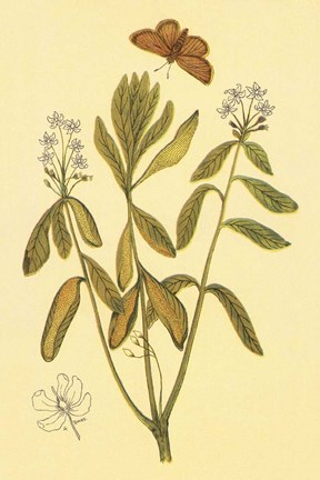 Framed Labrador Tea Print