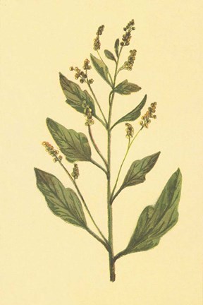 Framed Lamb&#39;s Quarters Print