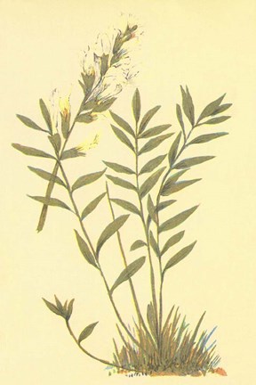 Framed Oxytropis Lamberti Print