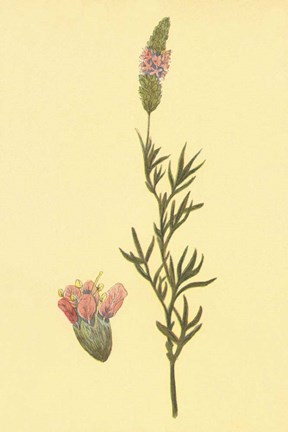 Framed Praire Clover Print