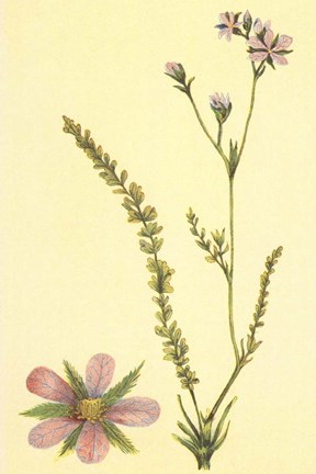 Framed Purplish Horkelia Print