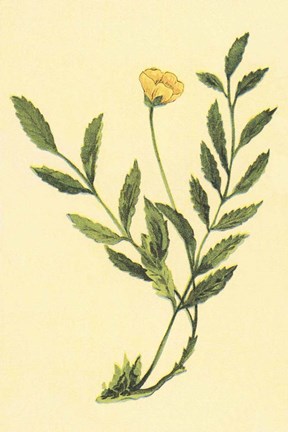 Framed Silver Weed Print