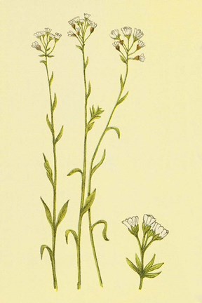 Framed Smooth Rock Cress Print